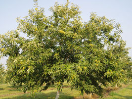 Chinese Chestnut Tree - Live Heavy Established Rooted - 1 Plant in 1 Gallon Pot - $51.93