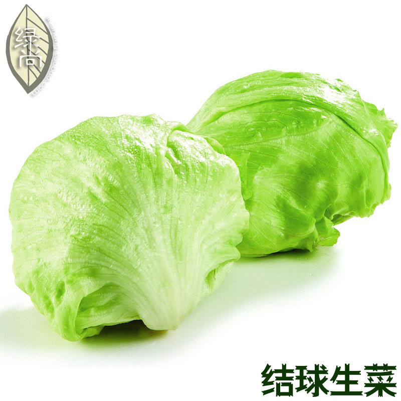 Lettuce Purple Ball Of Lettuce 4 Seasons Of Sowing Garden Terrace