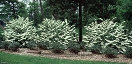 Japanese Snowball (Viburnum) Bush image 5