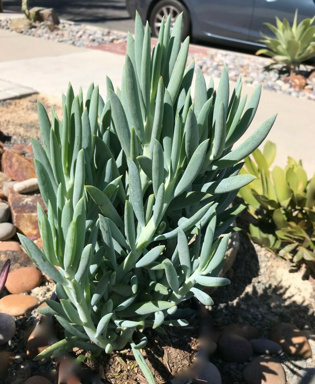 Senecio Ficoides Skyscraper Succulent Cactus 2 Cuttings-Rare New Stick ...