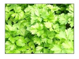 Italian Parsley Dark Green Flat Leaf ---Fresh Garden 500Seeds - $9.86