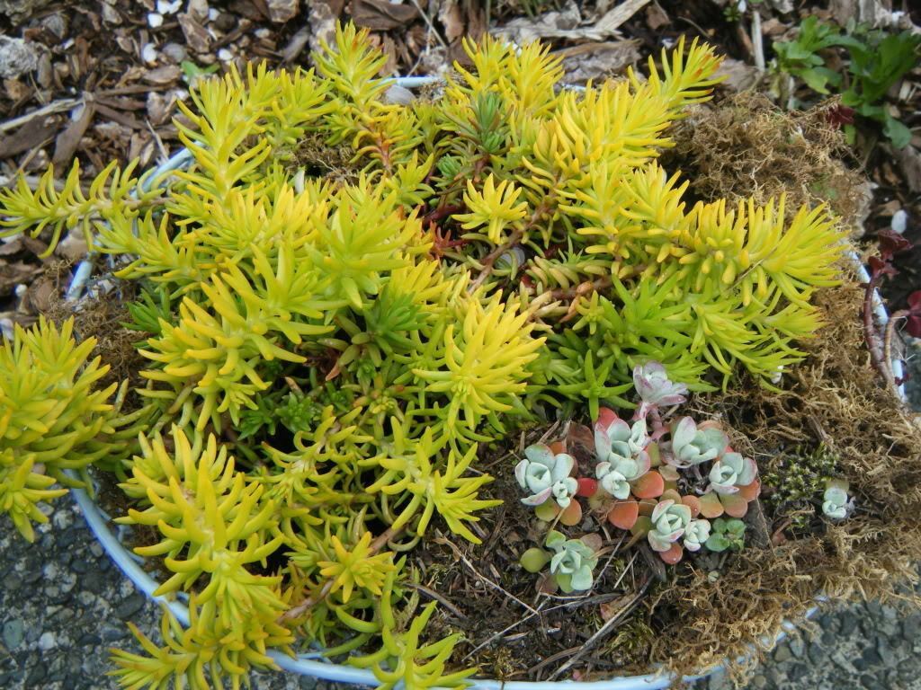 SEDUM ANGELINA 203 SEEDS MOST COLORFULL, HARDY SEDUM ,YELLOW FLOWERS IN ...