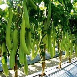 green colour eggplant hybrid  seeds high germination original package from sri l
