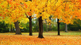 SUGAR MAPLE qt. pot image 2