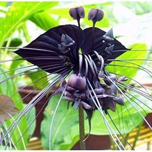10 seeds, Rare &#39;Cat Face Beard&#39; Black Orchid Perennial Flowers seeds, E3595 - $9.98