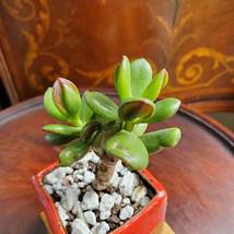 Bonsai Jade, Red Pot & Live Red Horn Tree Succulent, Ice Crack Ceramic Planter image 6