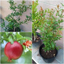 Home Gardening - Live Plant - Pomegranate Wonderful Fruit Tree - BG - $153.99