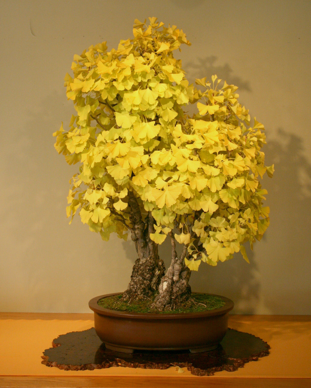 5 Maidenhair Tree Ginkgo Biloba seeds * Herbal * Ez grow * Bonsai