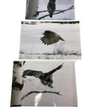 Lot of (9) Original 12x8" Snow Owl Color Photograph Photo Bird Animal Art image 3