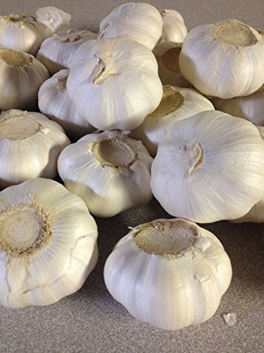 Garlic Bulbs, Whole Garlic Bulbs, 1 pound , Ready For Planting or Preparing as a
