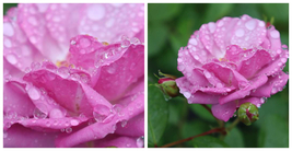 Rise Up Lilac Days Climbing Rose - Outdoor Living - 4" Pot - C2 - $57.99