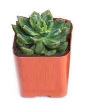 Live Succulent Plants   -   Variety Pack of Mini Succulents in 2" Pots image 11