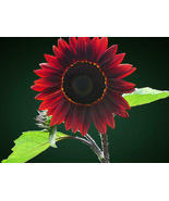 50 Pack of Seeds Chocolate Sunflower Seeds for Planting Grow Exotic Flowers - $18.29