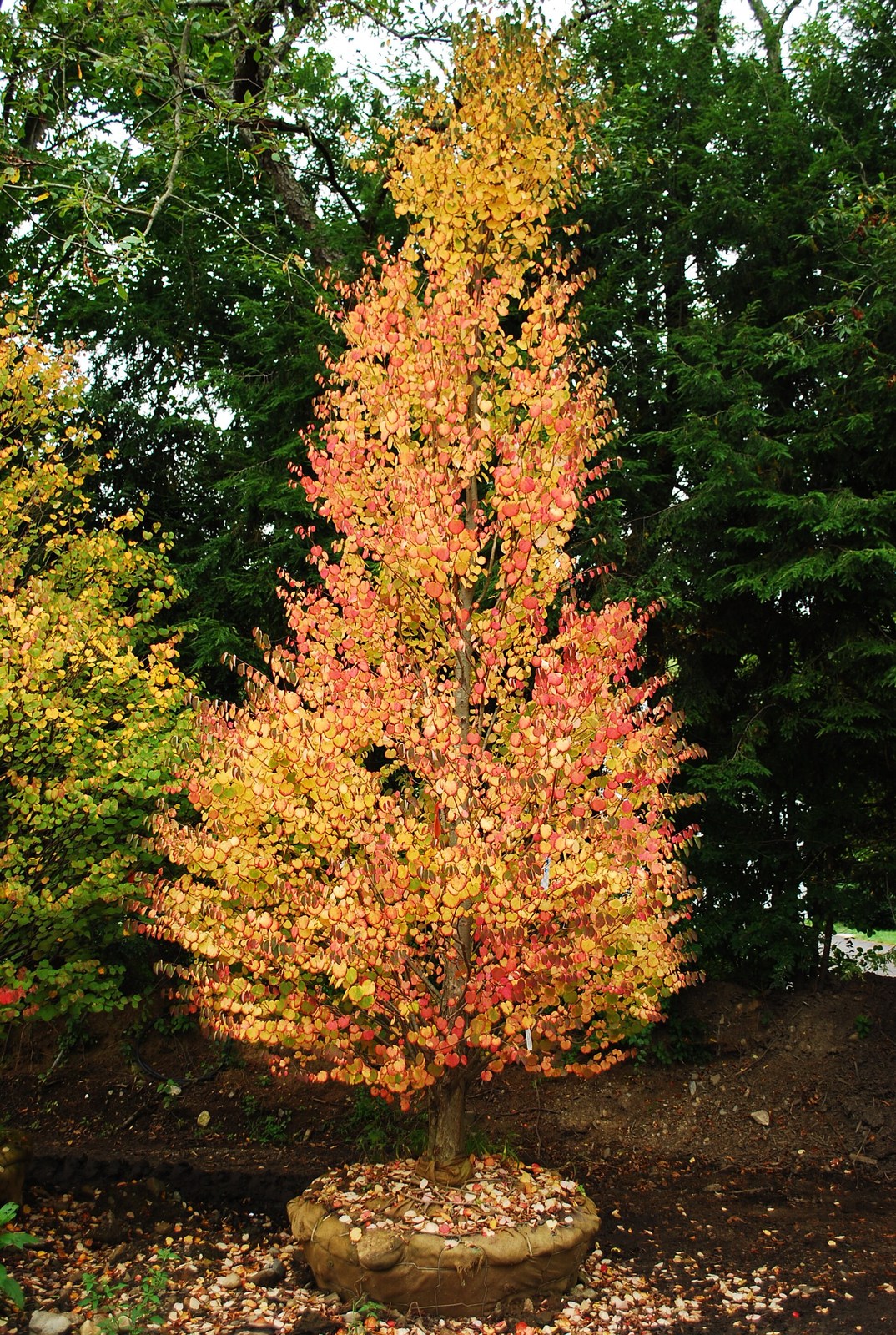 Japanese Katsura Tree Seeds Seeds & Bulbs