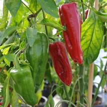 Red Marconi Sweet Pepper Seeds | Heirloom | Organic - $1.98+