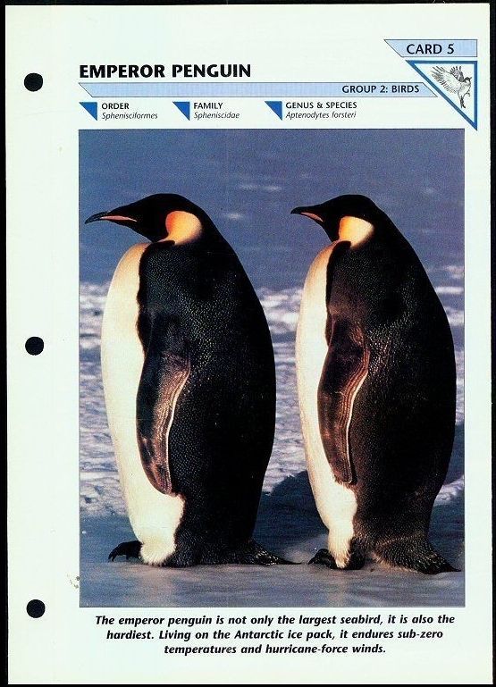 EMPEROR PENGUINWildlife Fact File Card Group 2BIRDS;Card 5;Habits