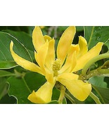 5 Pcs Joy Perfume Fragrant Himalayan Champaca Flower Seeds #MNHG - £12.32 GBP