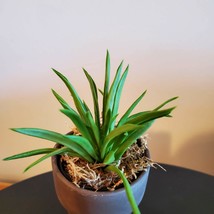 Happy Bean Succulent in Ceramic Planter, Peperomia Ferreyrae, Live Houseplant image 4