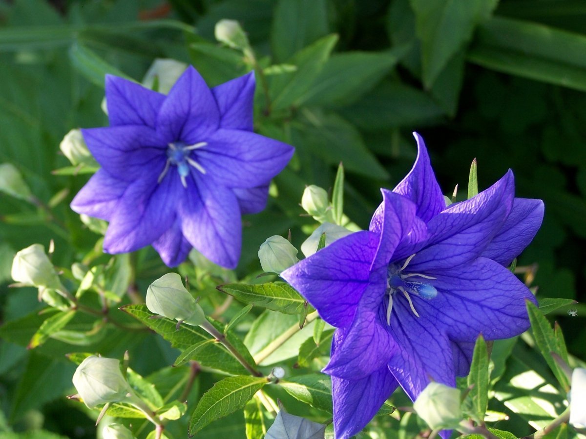 Purple Balloon Flower Seeds Heirloom Perennial Flower Unusual Blooms 50pcs Seeds