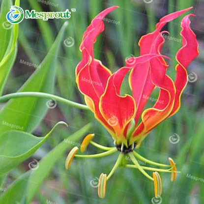 SLGS Color 13 Specials Blue Heart Lily Flower Seeds for Home Garden 50 ...