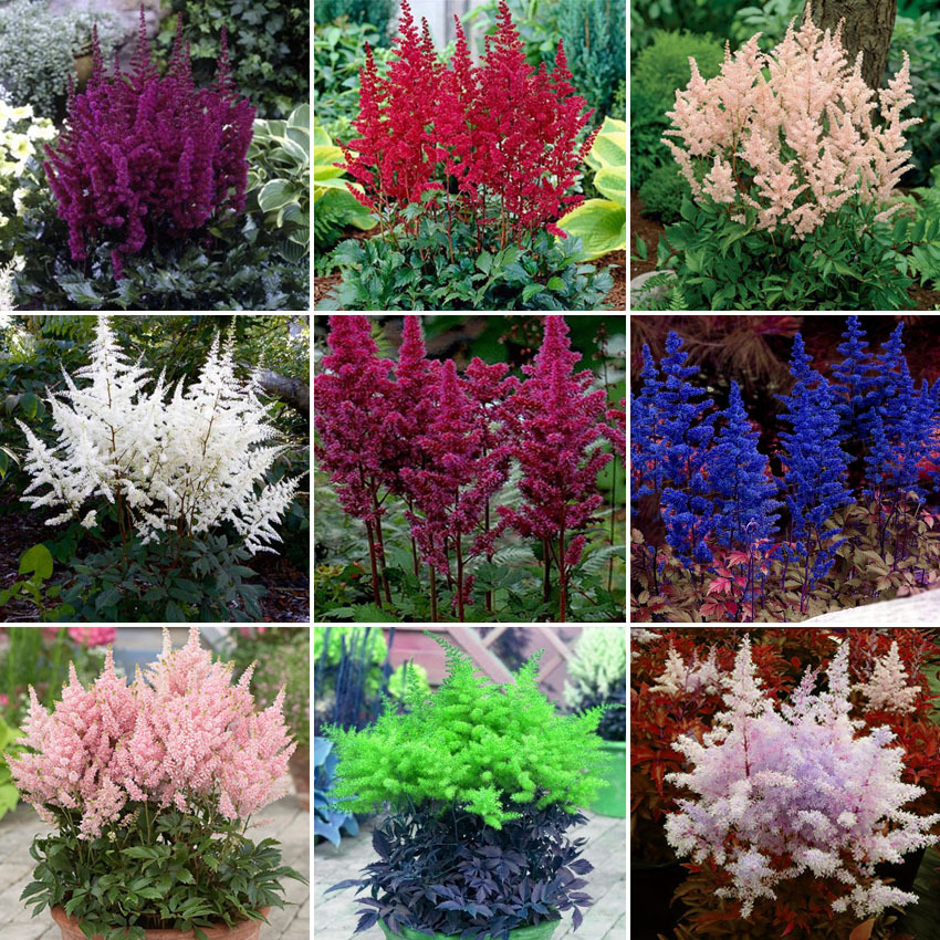 100 seed Mixed 9 Colors Astilbe Chinensis Seeds, DIY Flower Garden DO (1) - Seeds