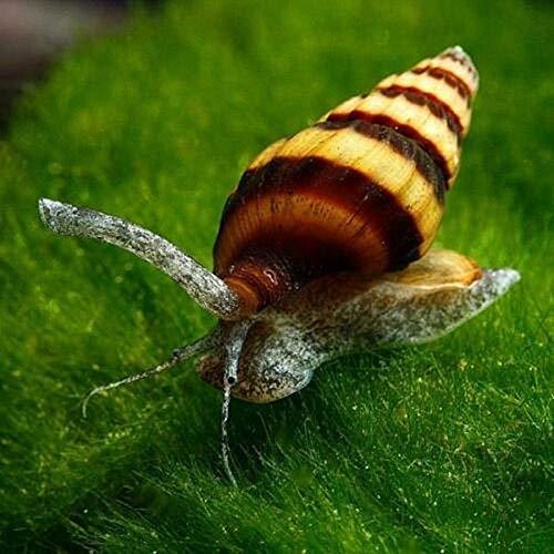 Aquatic Arts 3 Live Assassin Snails/Clea Helena | Snail Remover/Pond