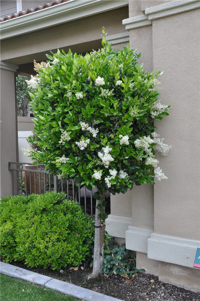 Live Texas Privet (patio) - Ligustrum jap. 'Texanum' std Plant Fit 5 ...