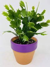 Pink Christmas Cactus Plant 'Zygocactus' Clay Pot by JMBAMBOO - $26.45