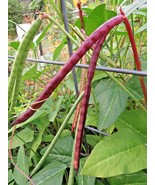 Franklin Red Zipper Bean (cowpea) southern favorite can be grown almost ... - $4.50