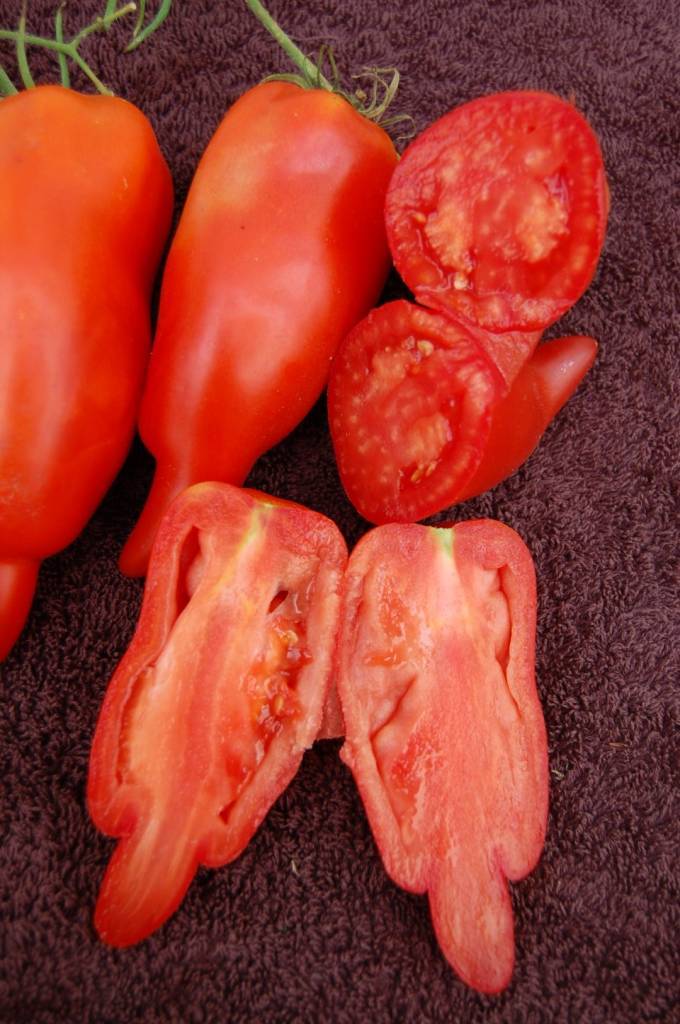 Long red sweet tomatoes Jersey Devil Tomato Seeds 400 Seeds Other