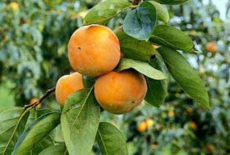 1 Japanese Giant FUYU Persimmon Tree 3-4 FT Flowering Fruit Live Plants.
