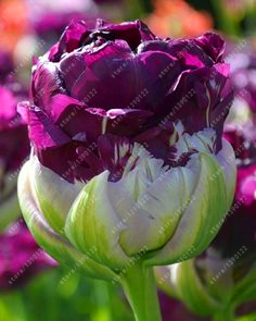 2 BULBS of Purple Tulip flowers Ice cream Tulipa (not tulip seeds)