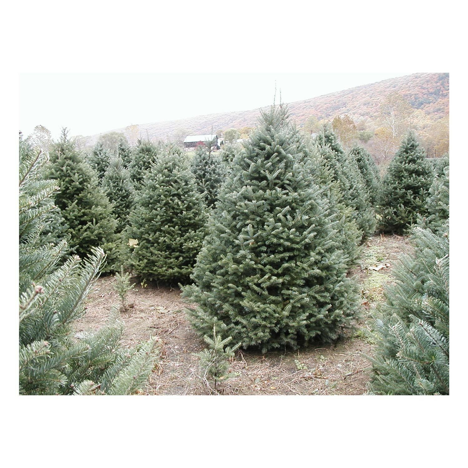 Canaan Fir Abies balsamea Hardy Established Roots 2.5" Potted 6 Plants