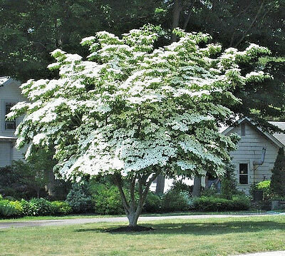 Kousa Dogwood Tree Seedling - Plants & Seedlings