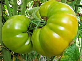 Orlov&#39;s Giant Yellow - huge plant sets golden giants - $5.00