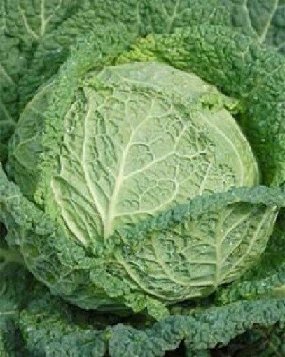 Cabbage Seeds Savoy Perfection Garden Seeds 1,000 Seeds Vegetable Seeds - $4.80
