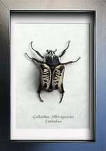 Real Beetle Goliathus Albosignatus Entomology Collectible Museum Quality Display - $69.99