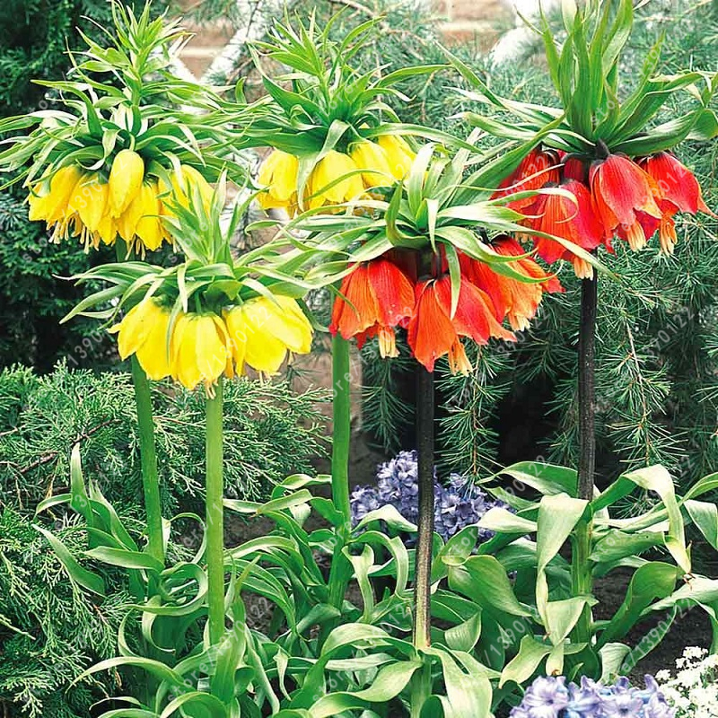 10 Pcs/bag Crown Imperial Seeds 9 Colors Fritillaria Imperialis Seeds ...