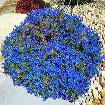 “ 100 PCS Aubrieta cultorum Rock Cress Seeds - Dark Blue Flowers GIM ” - $13.98
