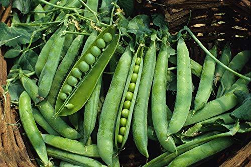 Green Arrow Pea Seeds - 500 Count Seed Pack - Non-GMO - A shelling Pea Variety T