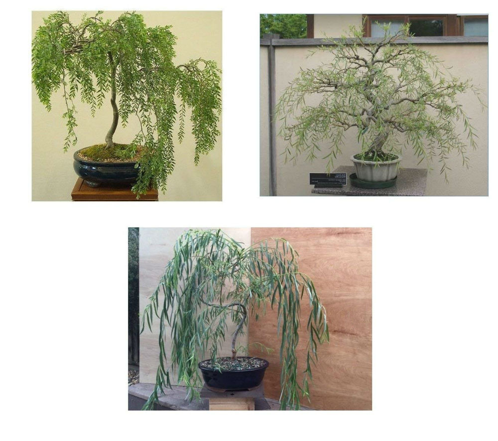3 Bonsai Weeping Australian Dragon Willow Corscrew Live Tree Large
