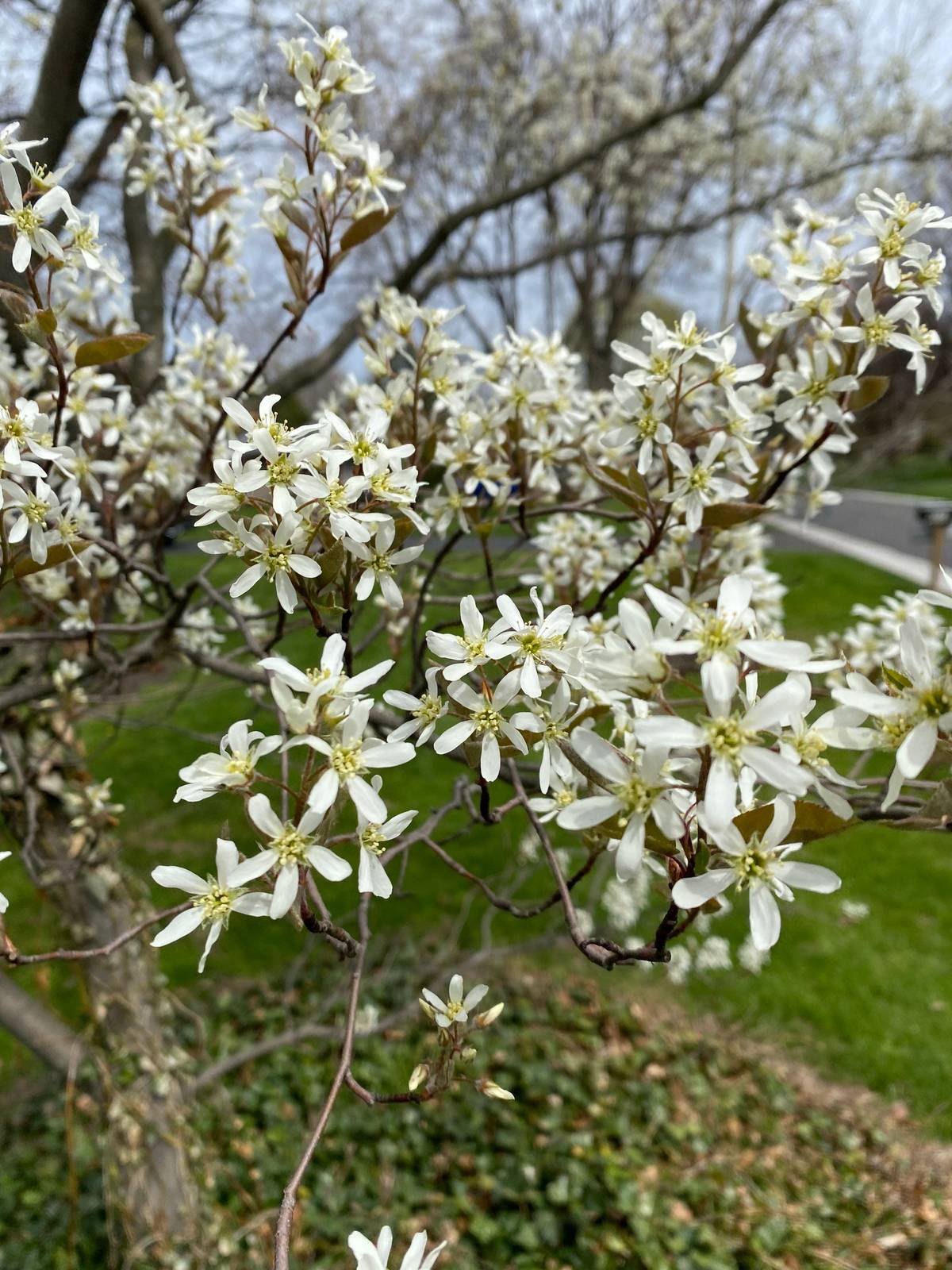 Autumn Brilliance Serviceberry - Amelanchier × grandiflora 'Autumn ...