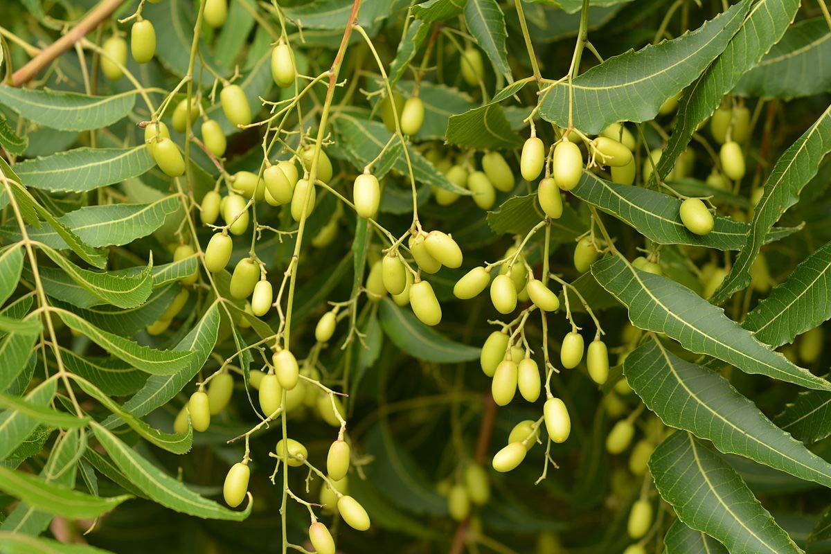 20 PCS Neem Tree Seeds Azadirachta Indica Margosa seeds for sale