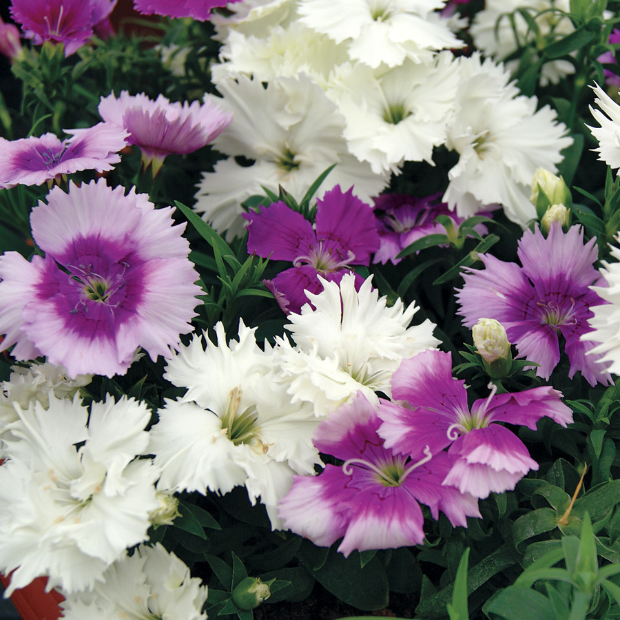 (500 SEEDS) DIANTHUS SEEDS - DIANA SERIES MIX - Seeds