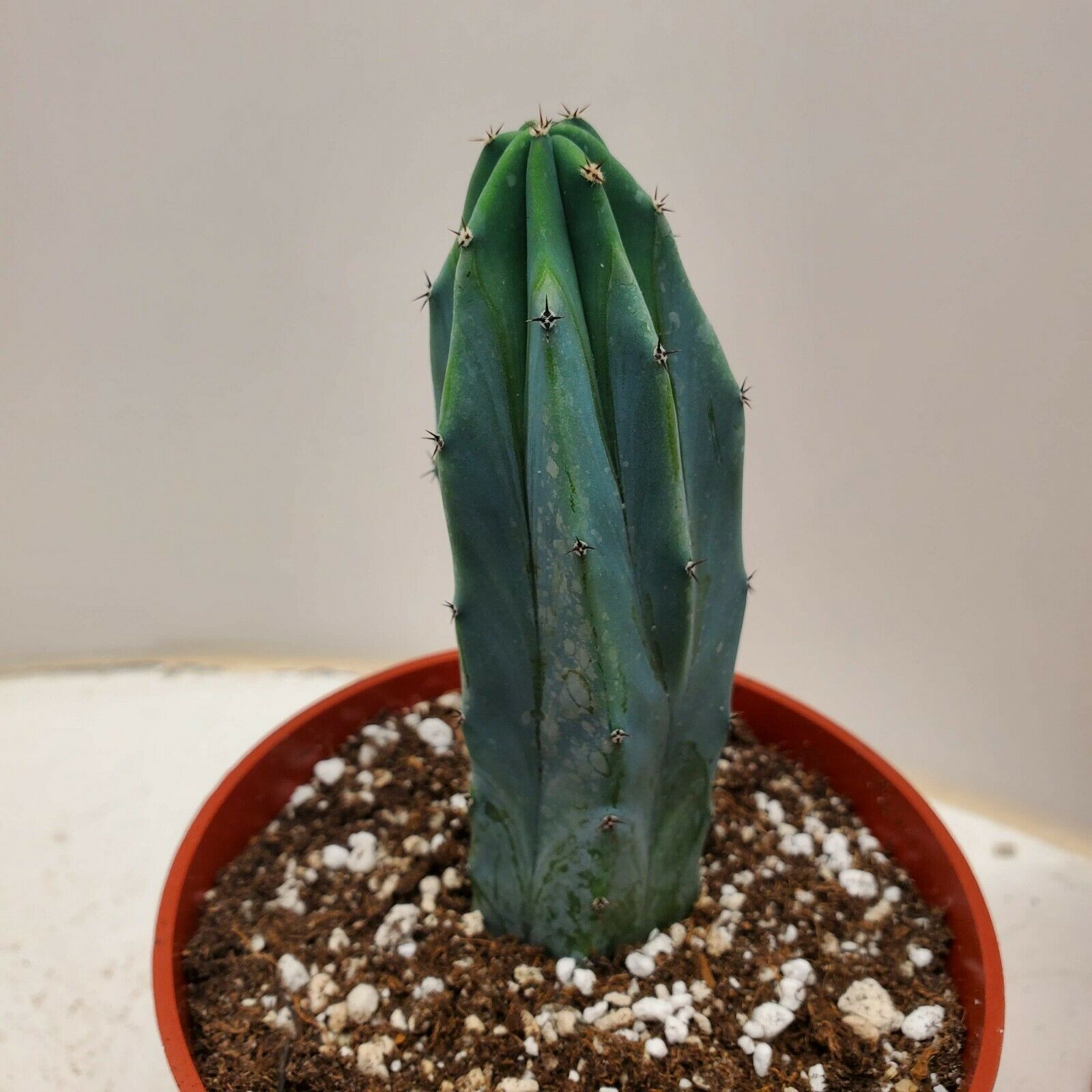 Myrtillocactus geometrizans "blue candle" cactus cacti succulent plant