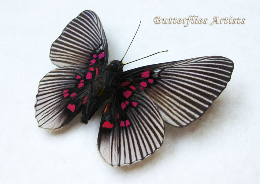12+ Real Pink Butterflies Images PNG