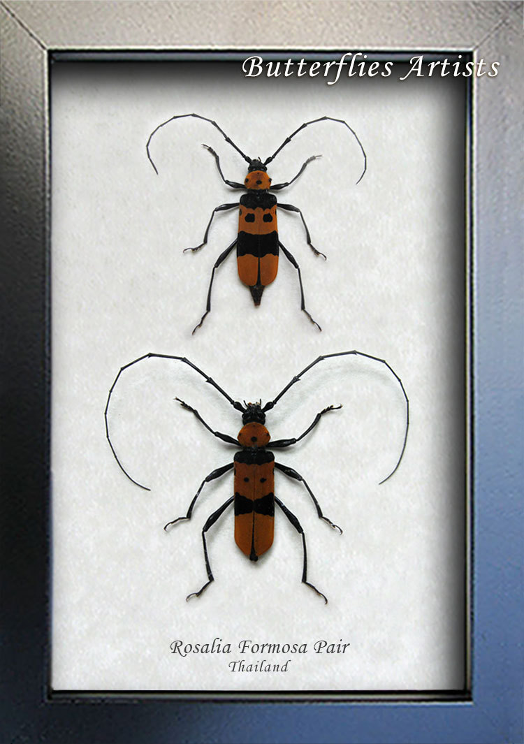 Orange Rosalia Formosa Pair RARE Real Beetles Entomology Collectible Shadowbox - $108.99