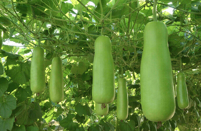 Indian Bottle Gourd Seeds 15+ HEIRLOOM Seeds NON-GMO 100% Organic Free Shipping
