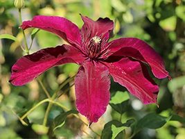 Clematis Huvi - 3 Live Plants in 4 Inch Growers Pots - Clematis 'Huvi' - Starter - $66.30