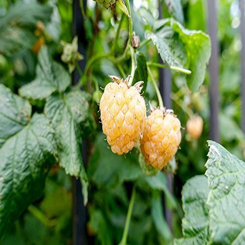 Bare Root of Boyne Raspberry , Summer Bearing Raspberry Plants (500